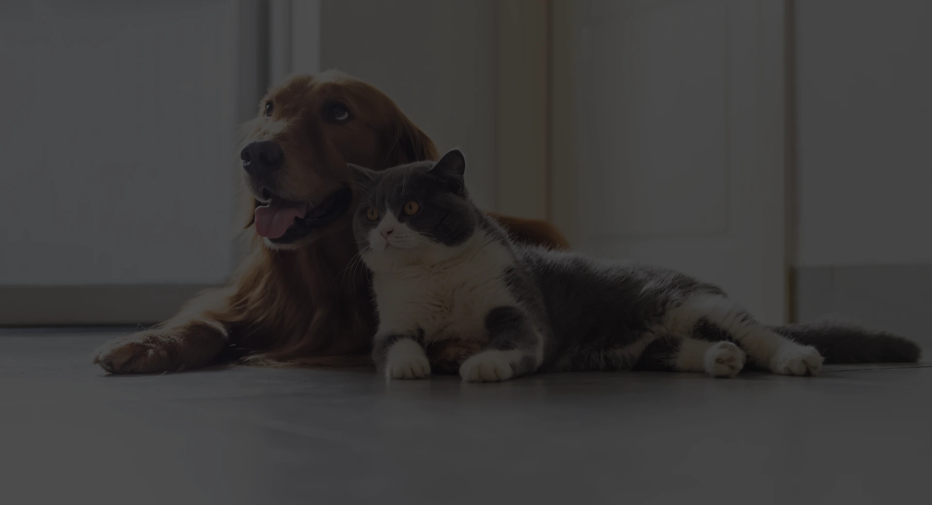 LES ANIMAUX DU BOUT DU MONDE