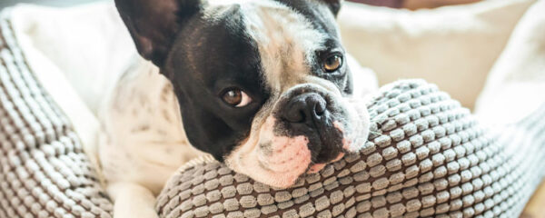 dodo pour chien