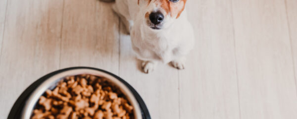 nourriture  pour un chien