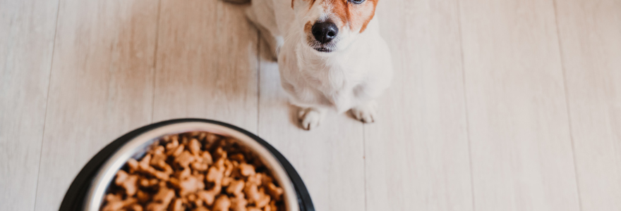 nourriture  pour un chien