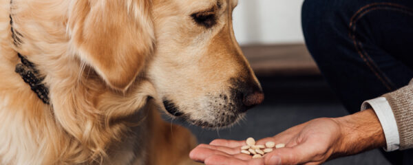 nutrition animale