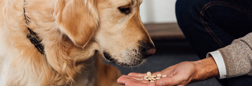 nutrition animale