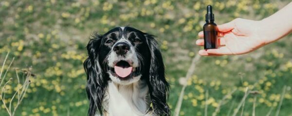 soins naturels pour les animaux