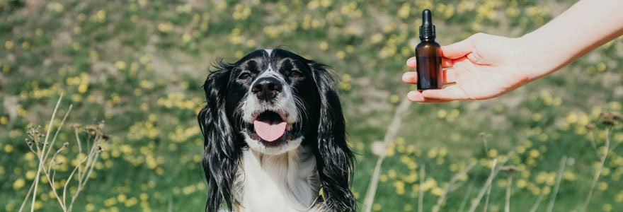 soins naturels pour les animaux