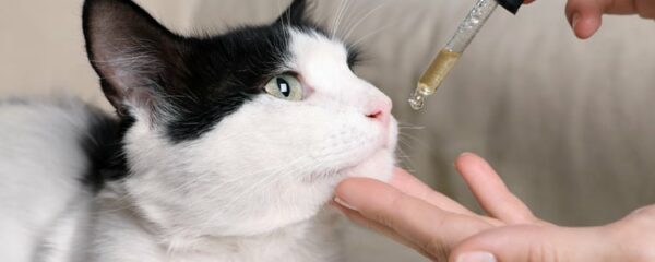 CBD sur les animaux
