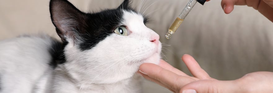 CBD sur les animaux