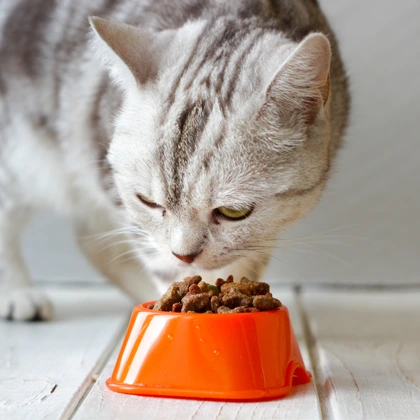 Alimentation-de-chats