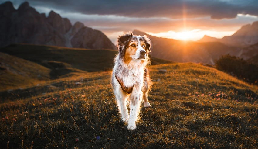 Les-races-de-chien-qui-seduisent