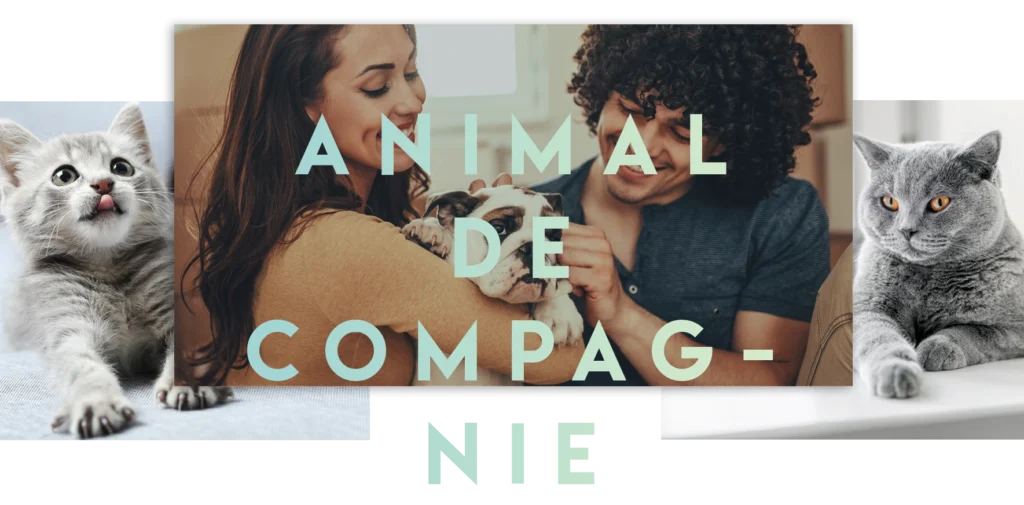 animal-de-compagnie-1-1